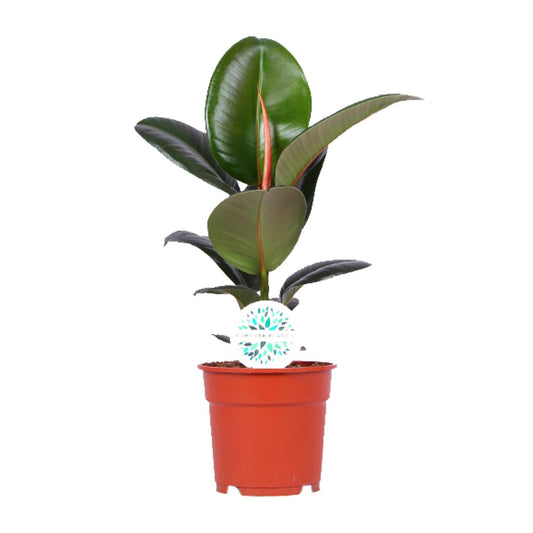 Ficus Elastica Robusta - Ø17cm - ↕55cm bei Pflanzfix24.de - Pflanzfix24.de
