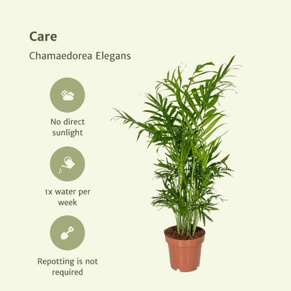 Chamaedorea Elegans (Mexikanische Bergpalme) - 2 Stücke - Pflanzfix24.de - Pflanzfix24.de