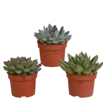 Echeveria-Mix 10,5 cm - 3x - zonder pot - Pflanzfix24.de - Pflanzfix24.de