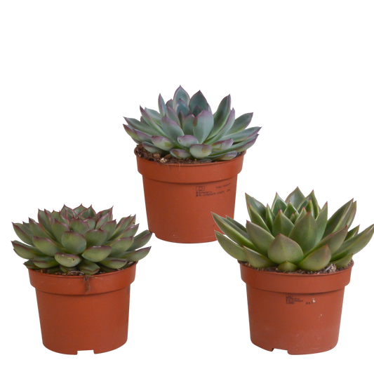 Echeveria-Mix 10,5 cm - 3x - zonder pot - Pflanzfix24.de - Pflanzfix24.de