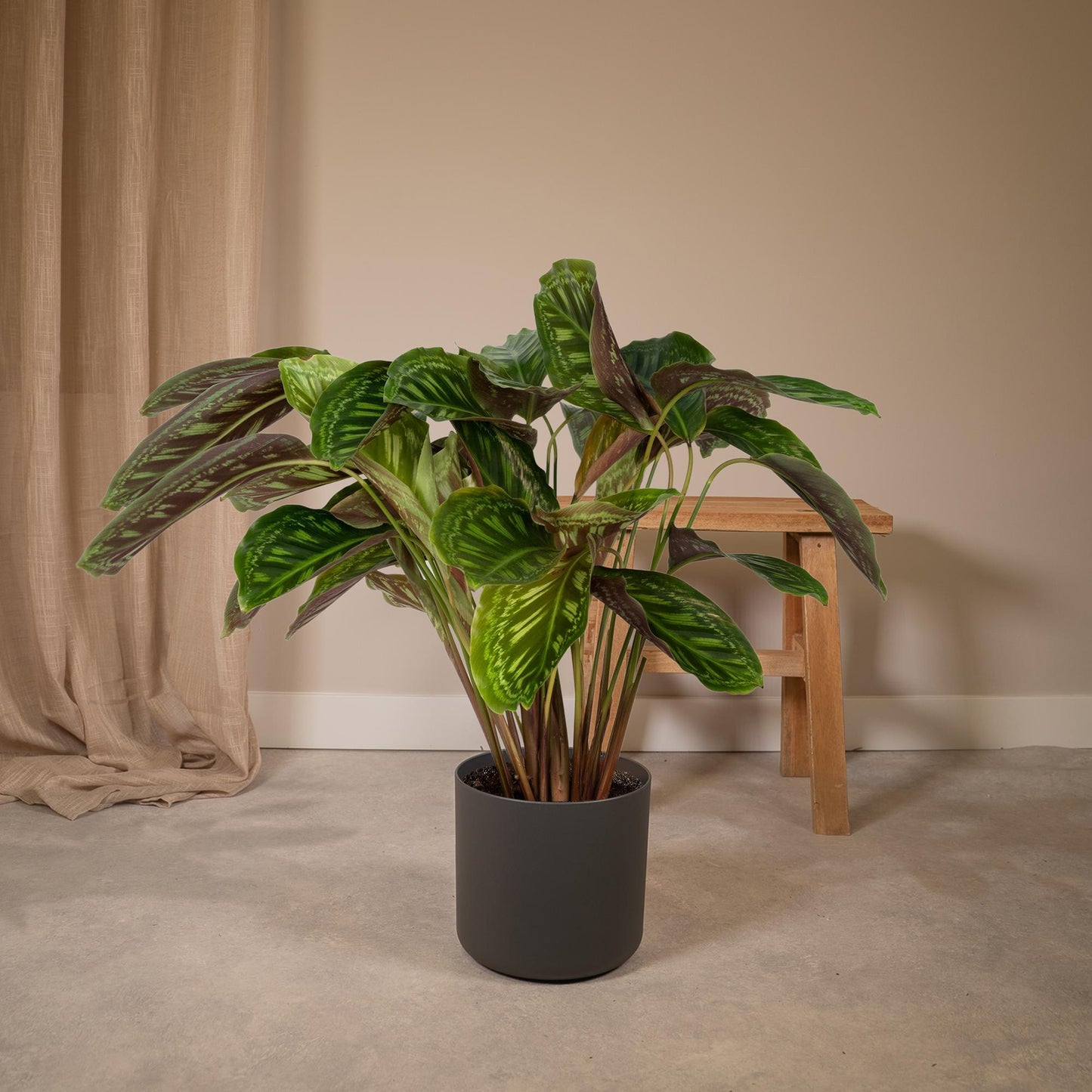 Calathea Flamestar - Pflanze - Ø19cm - Pflanzfix24.de - Pflanzfix24.de