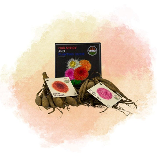 Dahlien 'Outdoor Happiness' Mischung, 6 Little Robert & 6 Heatwave Knollen - Pflanzfix24.de - Pflanzfix24.de