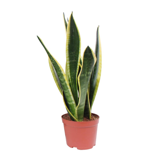 Sansevieria Black Superba - Ø14cm - ↕45cm - Pflanzfix24