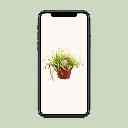 Drosera Capensis - Ø12cm - ↕17cm bei Pflanzfix24
