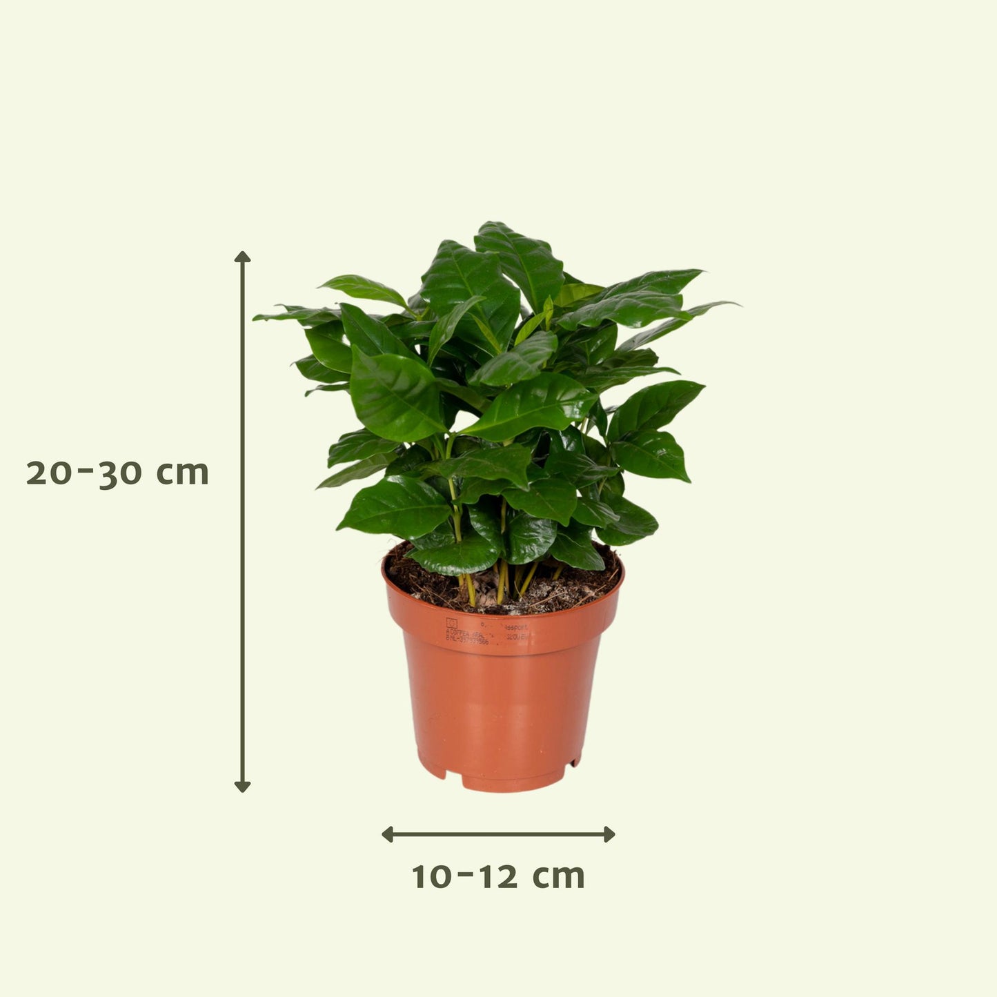 Überraschungsbox - Ø12cm -Überraschungsbox Pflanze Ø12 cm – 8er Set | Pflanzfix24.de ↕25cm - x8 - Pflanzfix24.de