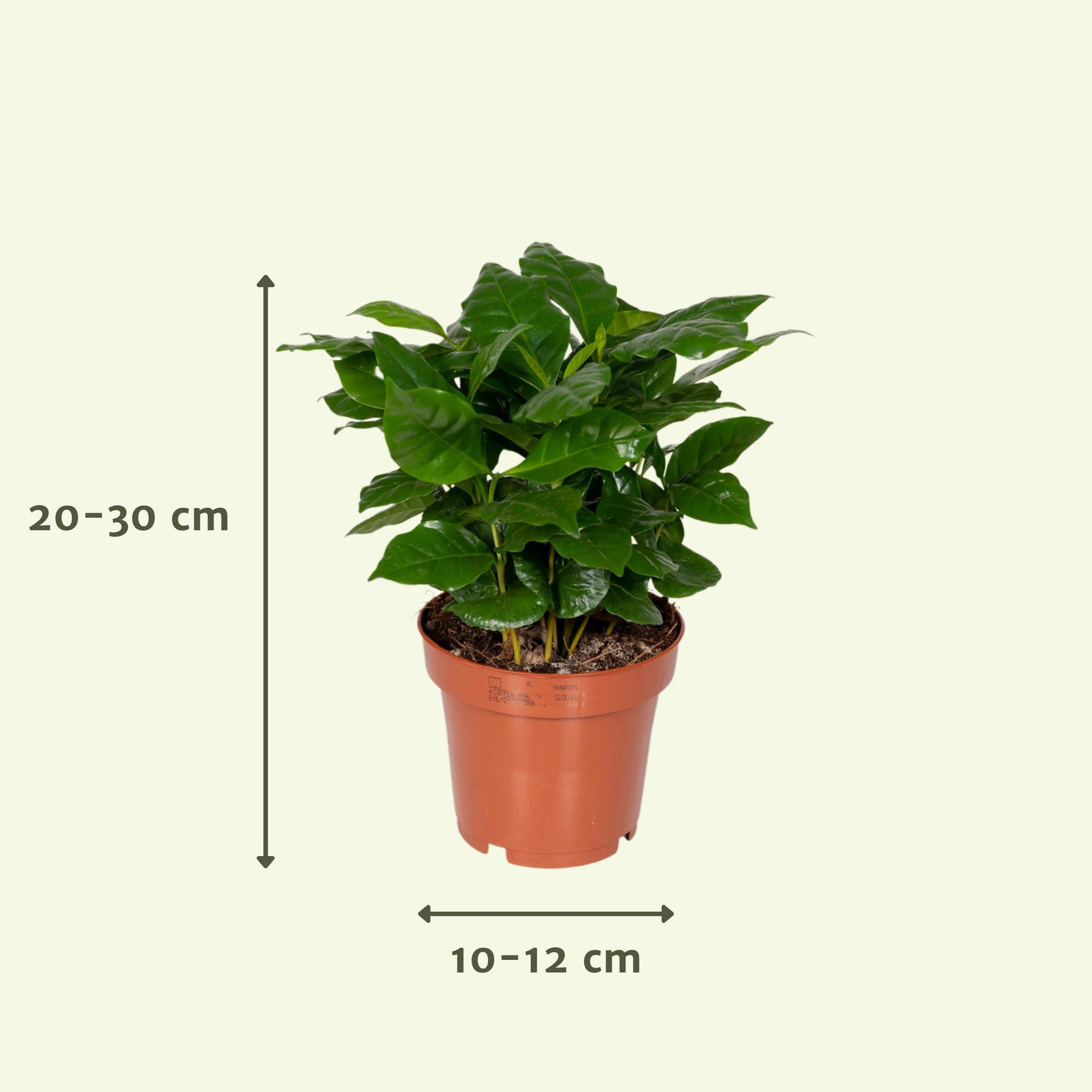Überraschungsbox - Ø12cm -Überraschungsbox Pflanze Ø12 cm – 8er Set | Pflanzfix24.de ↕25cm - x8 - Pflanzfix24.de