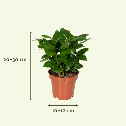 Überraschungsbox - Ø12cm -Überraschungsbox Pflanze Ø12 cm – 8er Set | Pflanzfix24.de ↕25cm - x8 - Pflanzfix24.de