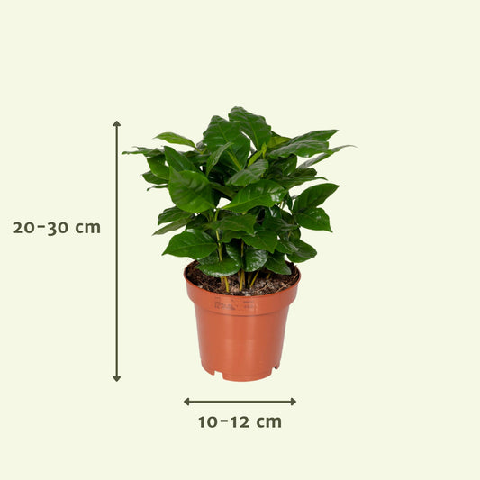 Überraschungsbox - Ø12cm -Überraschungsbox Pflanze Ø12 cm – 8er Set | Pflanzfix24.de ↕25cm - x8 - Pflanzfix24.de