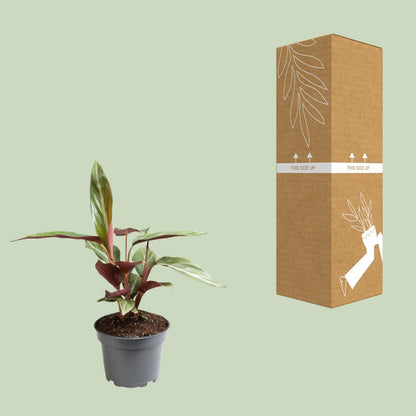 Stromanthe Sanguinea - Ø12cm - ↕18cm bei Pflanzfix24