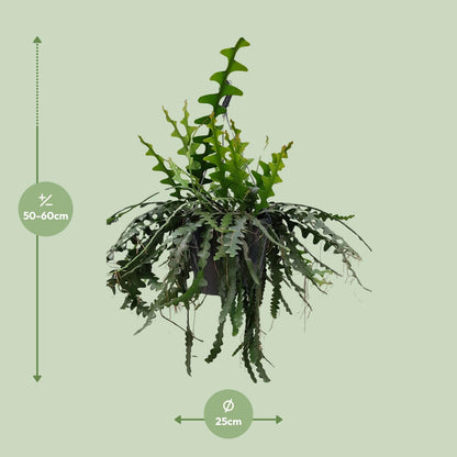 Selenecereus Anthonyanus - Ø25cm - ↕60cm - Pflanzfix24