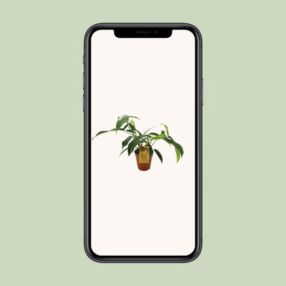 Philodendron 69686 'bette waterbury' - Ø15cm - ↕50cm - Pflanzfix24