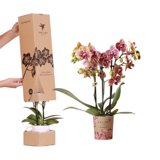 Kolibri Orchids Surprise Diamond - 1x Orchidee Ø9cm - Pflanzfix24