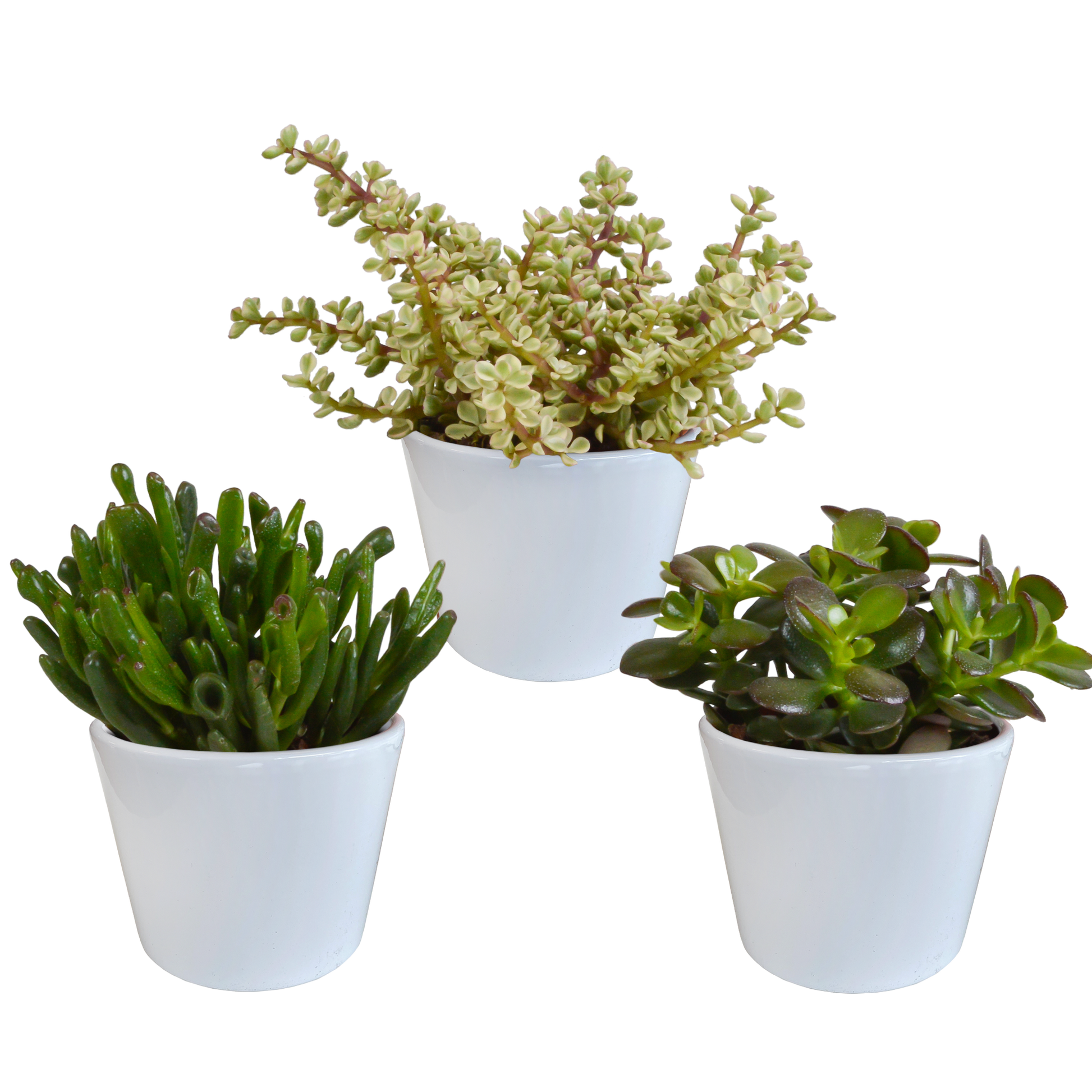 Crassula-Mischung 10,5 cm - 3x - in weißer Topf - Pflanzfix24.de - Pflanzfix24.de