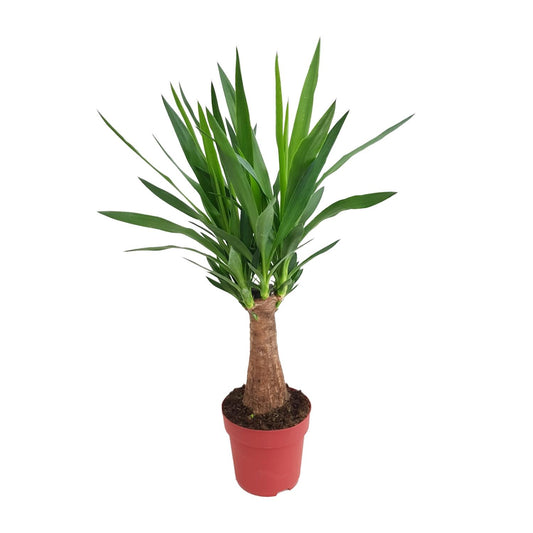 Yucca Maya Tree Ø19cm – 80cm hoch | Pflanzfix24.de - Pflanzfix24.de