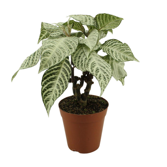 Aphelandra White Wash - Ø15cm - ↕50cm - Pflanzfix24
