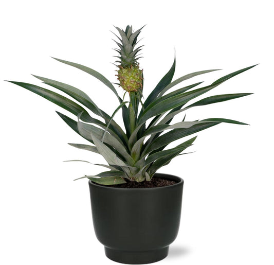 Bromelia Ananas + Potenza Pot - Pflanzfix24.de - Pflanzfix24.de