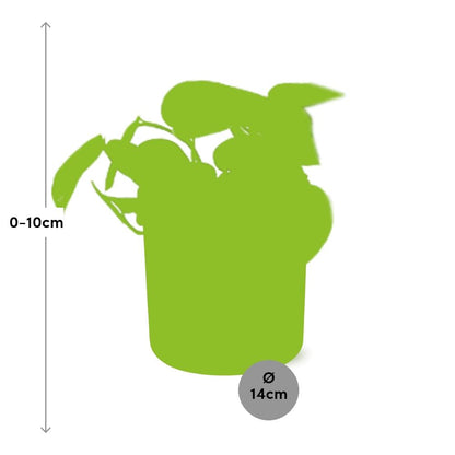 Scindapsus Pictus ‘Trebie’ in ELHO b.for soft rond 14cm brique - Pflanzfix24
