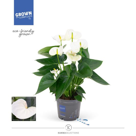 Anthurium - KARMA White | 12cm - Pflanzfix24