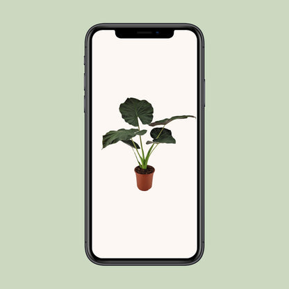 Alocasia Regal Shield - Ø27cm - ↕100cm bei Pflanzfix24