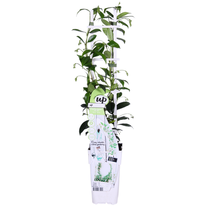 2x - Trachelospermum 'Star of Venice' - ↨65cm - Ø15 - Pflanzfix24