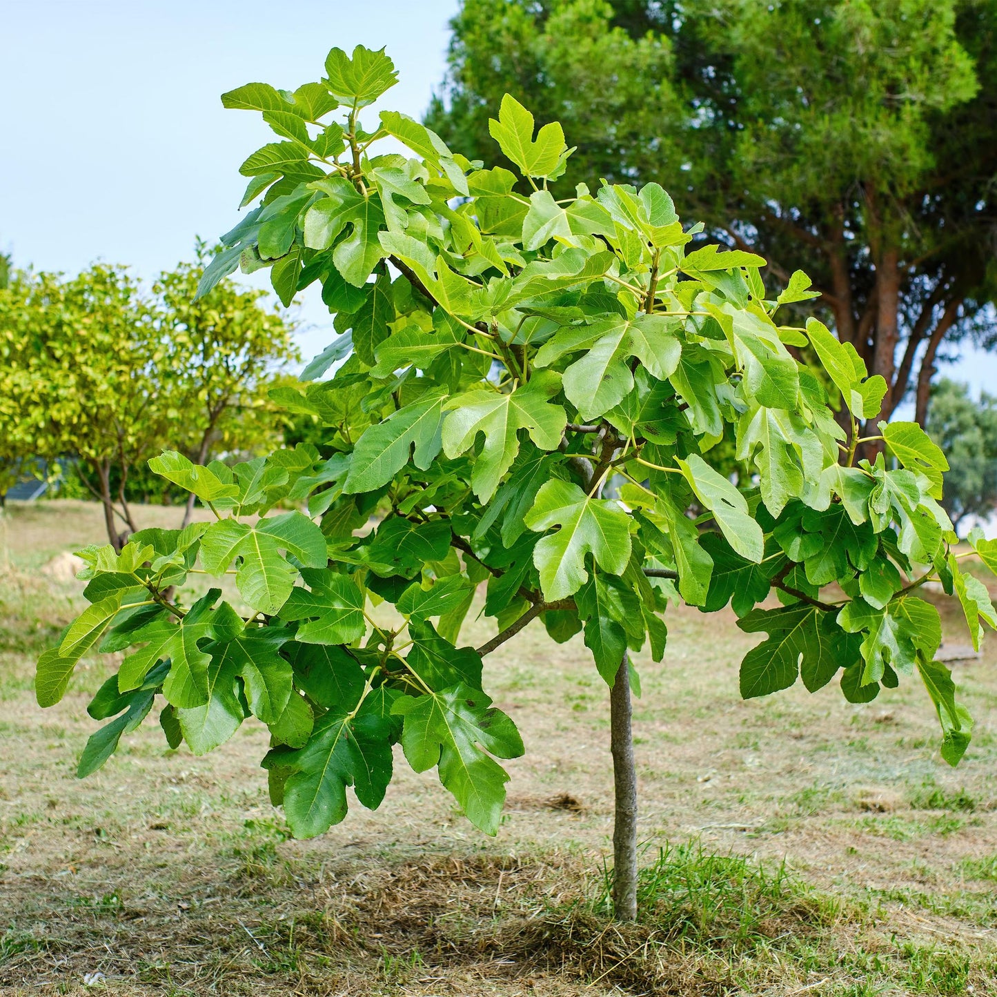 Ficus Carica Brown Turkey Feigenbaum - 90 cm - Pflanzfix24