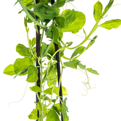 4x Lathyrus odoratus Ø13 cm - ↕60 cm bei Pflanzfix24