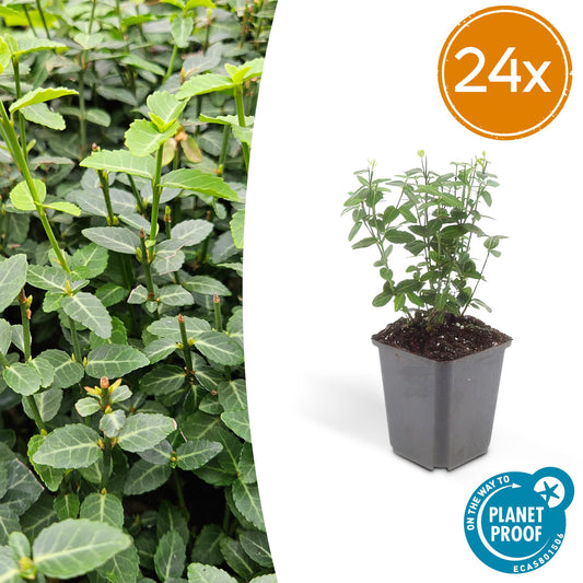 24x Euonymus fortunei radicans - Bodendeckerpflanze - 10-25cm - Pflanzfix24