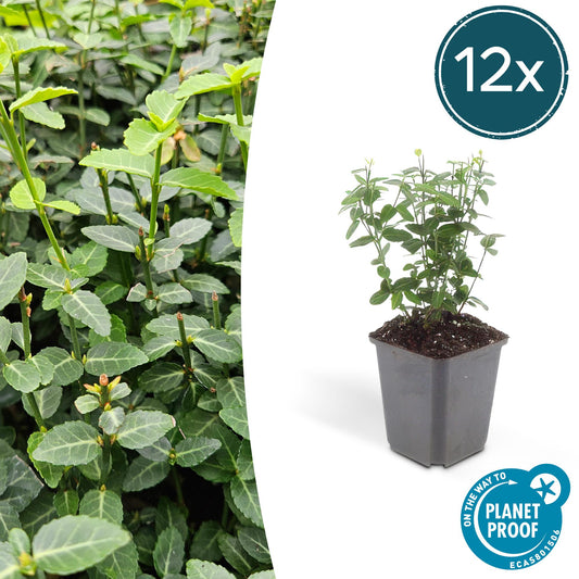 12x Euonymus fortunei 'Radicans' – robuster Bodendecker | Pflanzfix24.de - Pflanzfix24.de