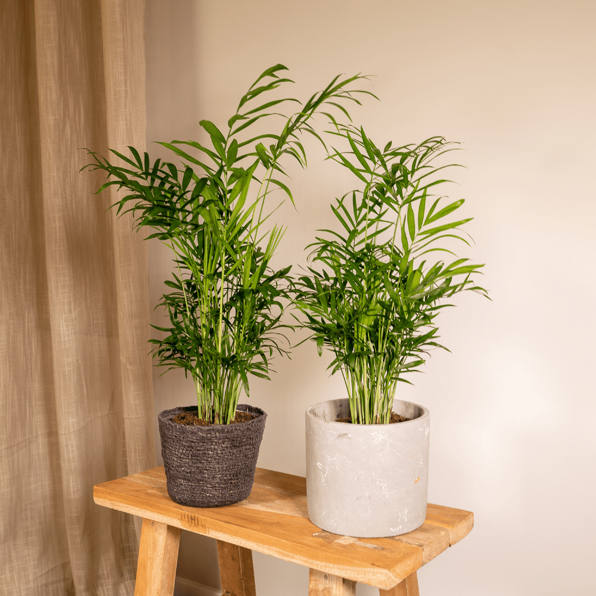 Chamaedorea Elegans (Mexikanische Bergpalme) - 2 Stücke - Pflanzfix24.de - Pflanzfix24.de
