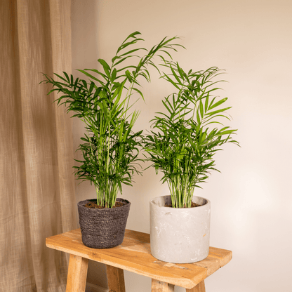 Chamaedorea Elegans (Mexikanische Bergpalme) - 2 Stücke - Pflanzfix24.de - Pflanzfix24.de