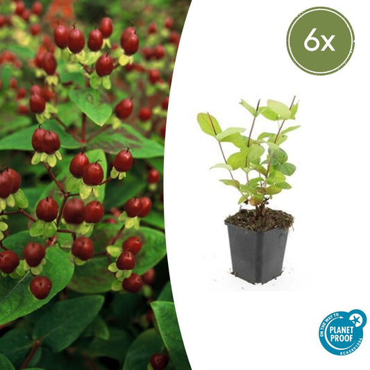 6x Hypericum inodorum 'Beauty' - ↕10-25cm - Ø9cm bei Pflanzfix24.de - Pflanzfix24.de