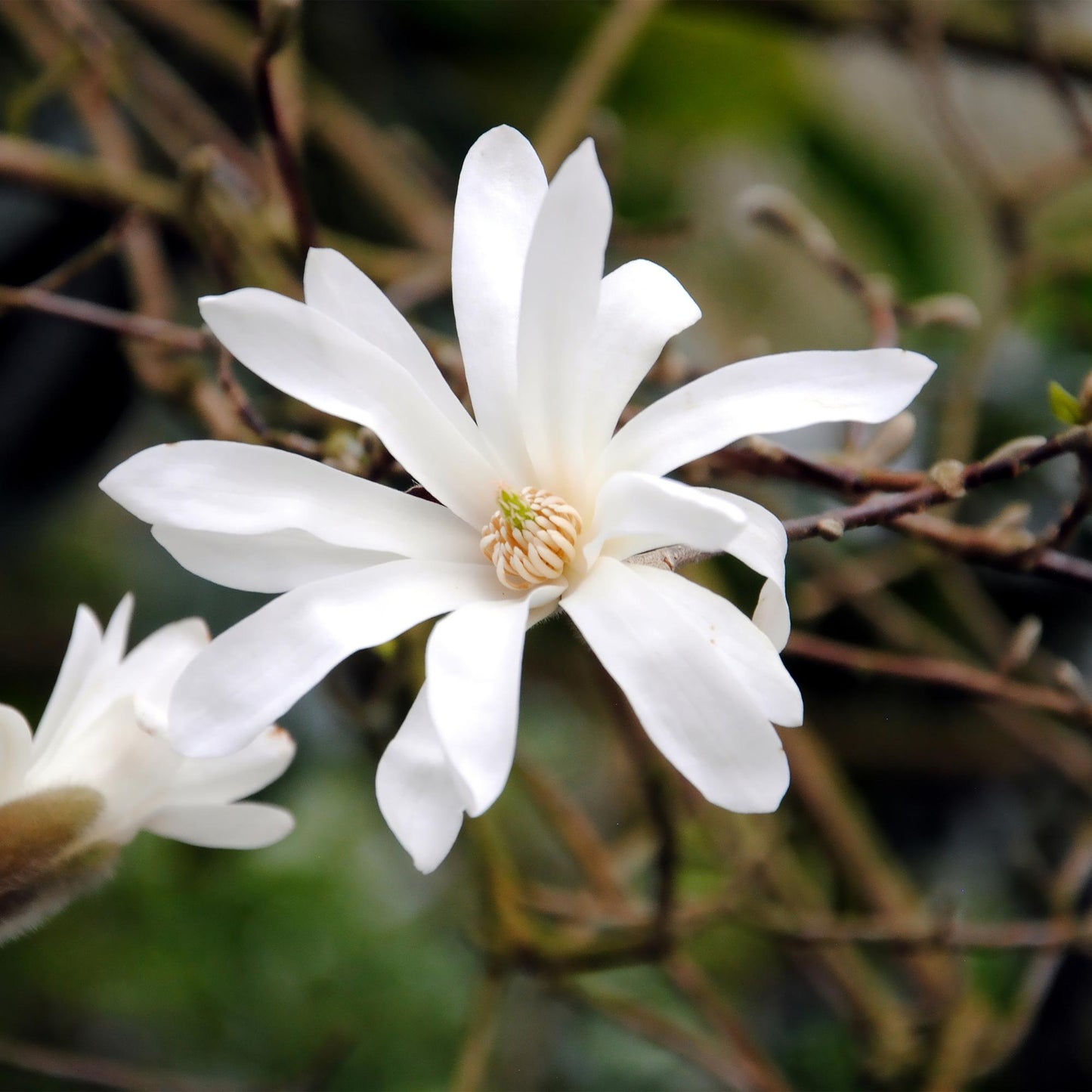 Pflanzfix24.de - Magnolia Stellata - Blüte Weiß - 1 Pflanze - Topf 17cm - Pflanzfix24.de