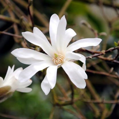 Pflanzfix24.de - Magnolia Stellata - Blüte Weiß - 1 Pflanze - Topf 17cm - Pflanzfix24.de