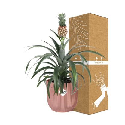 Ananas Mi Amigo Zimmerpflanze 14cm im ELHO Vibes Fold Topf | Pflanzfix24