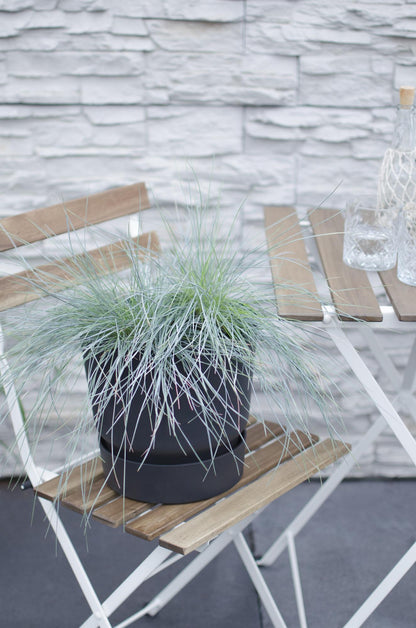 Festuca glauca Azura Blue - Ø19 - ↨40cm - Pflanzfix24