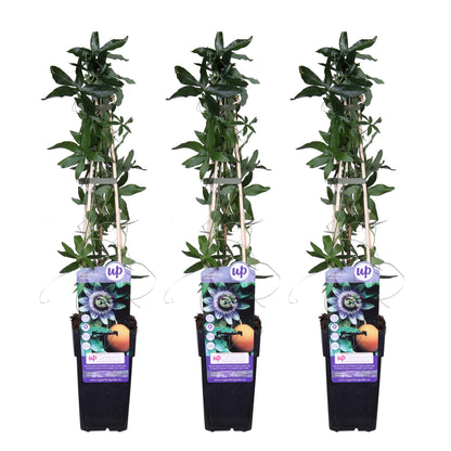 Passiflora caerulea - 3er Set - Pflanzfix24.de - Pflanzfix24.de