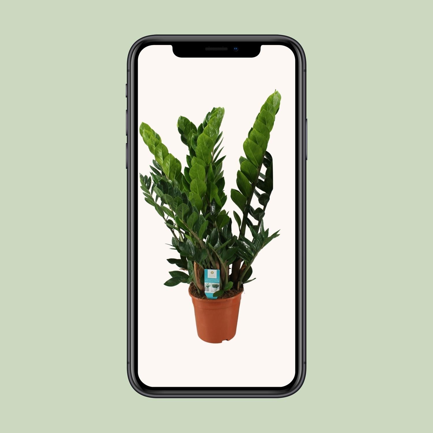 Zamioculcas Pflanze Ø21cm – Hoch & Pflegeleicht | Pflanzfix24.de - Pflanzfix24.de