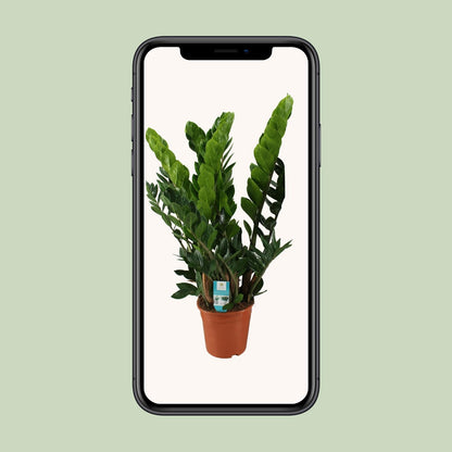 Zamioculcas Pflanze Ø21cm – Hoch & Pflegeleicht | Pflanzfix24.de - Pflanzfix24.de