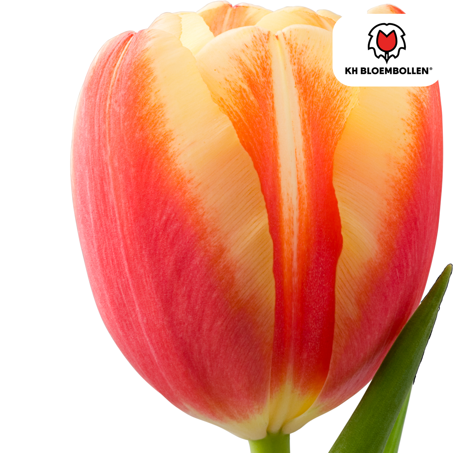 Tulpenbollen Jan Seignette – 20 Stuks | KH Bloembollen® | Rood-Geel Gestreepte Tulp - Pflanzfix24