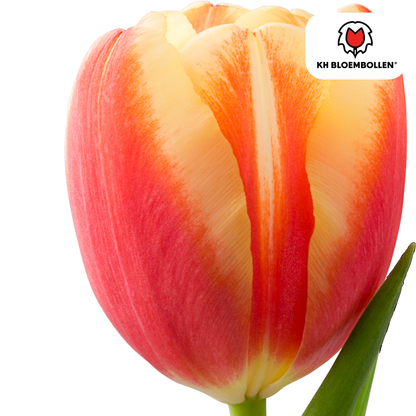 Tulpenbollen Jan Seignette – 20 Stuks | KH Bloembollen® | Rood-Geel Gestreepte Tulp - Pflanzfix24