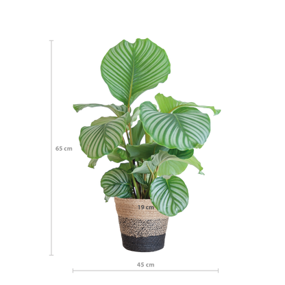 Calathea Orbifolia 65cm im Lissabon-Korb schwarz | Pflanzfix24