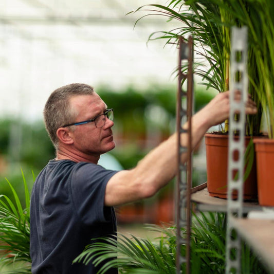 Yucca mit Korb - ↨100cm - Ø21cm - Pflanzfix24