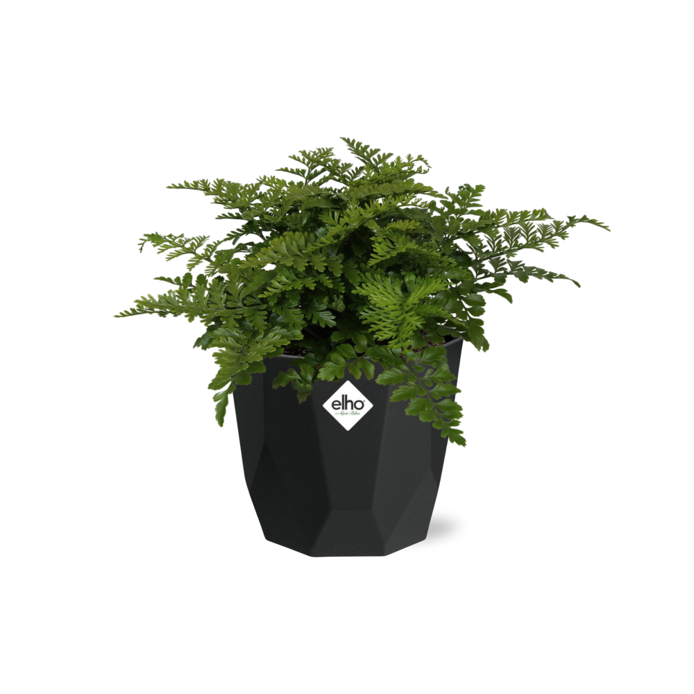 Asplenium Parvati Farn in 14cm Topf - Pflanzfix24