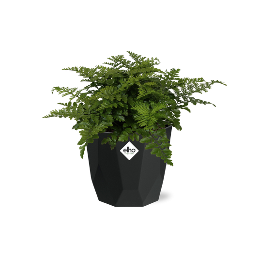 Asplenium Parvati Farn in 14cm Topf - Pflanzfix24
