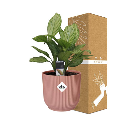 Aglaonema Christina in ELHO Vibes Fold 14cm roze - Pflanzfix24