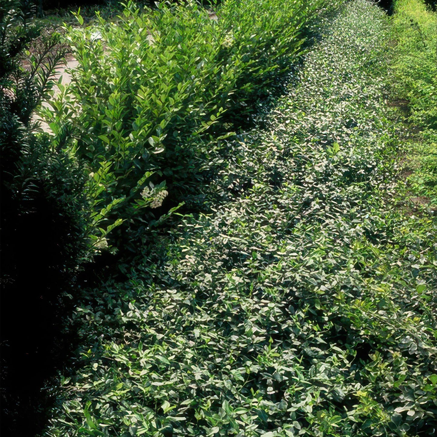 24x Euonymus fortunei radicans - Bodendeckerpflanze - 10-25cm - Pflanzfix24