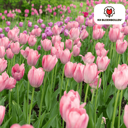 Tulpenbollen Apricot Delight – 20 Stuks | KH Bloembollen® | Roze Apricot Tulp - Pflanzfix24