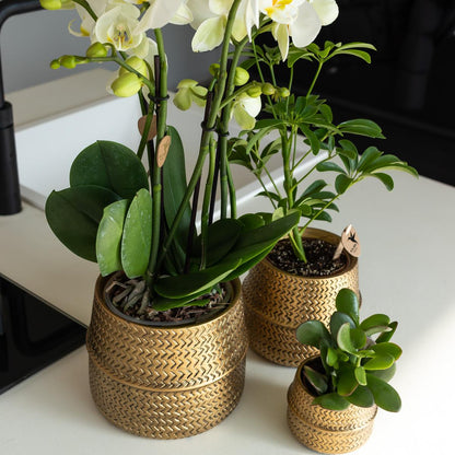 Pflanzfix24.de | Groove Blumentopf - Goldener Keramik-Topf - Ø9cm - Pflanzfix24.de