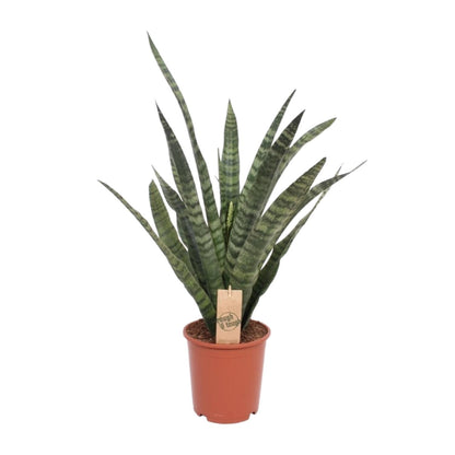 Sansevieria Diamond Green - Ø19cm - ↕60cm - Pflanzfix24