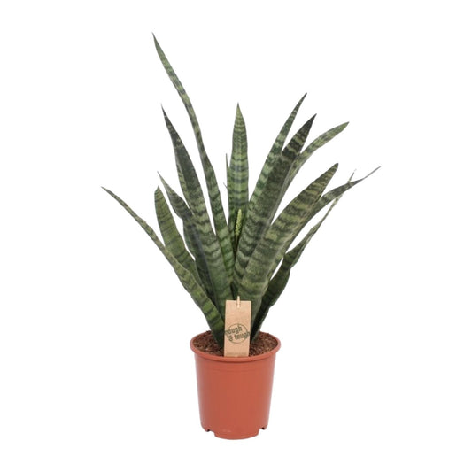 Sansevieria Diamond Green - Ø19cm - ↕60cm - Pflanzfix24
